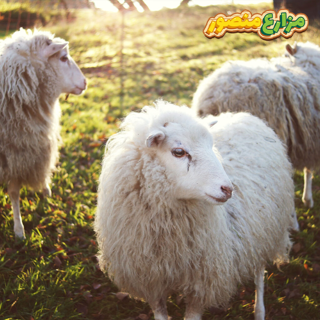ما هي شروط اختيار الأضحية الشرعية؟