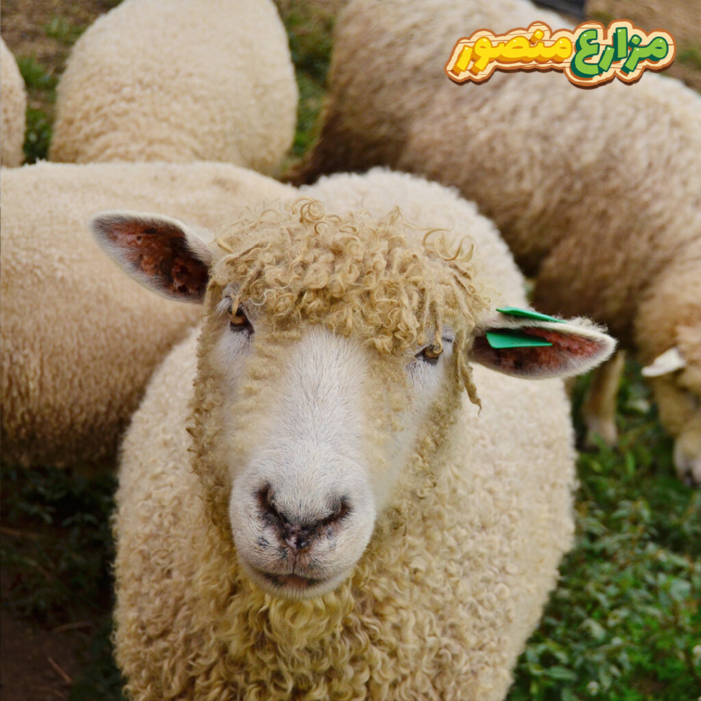 هل صك الاضحيه يعتبر اضحيه ام صدقه ؟
