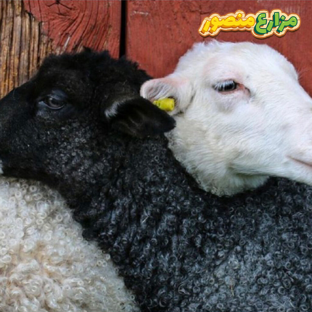 كم سعر كيلو الخروف البرقي اليوم؟