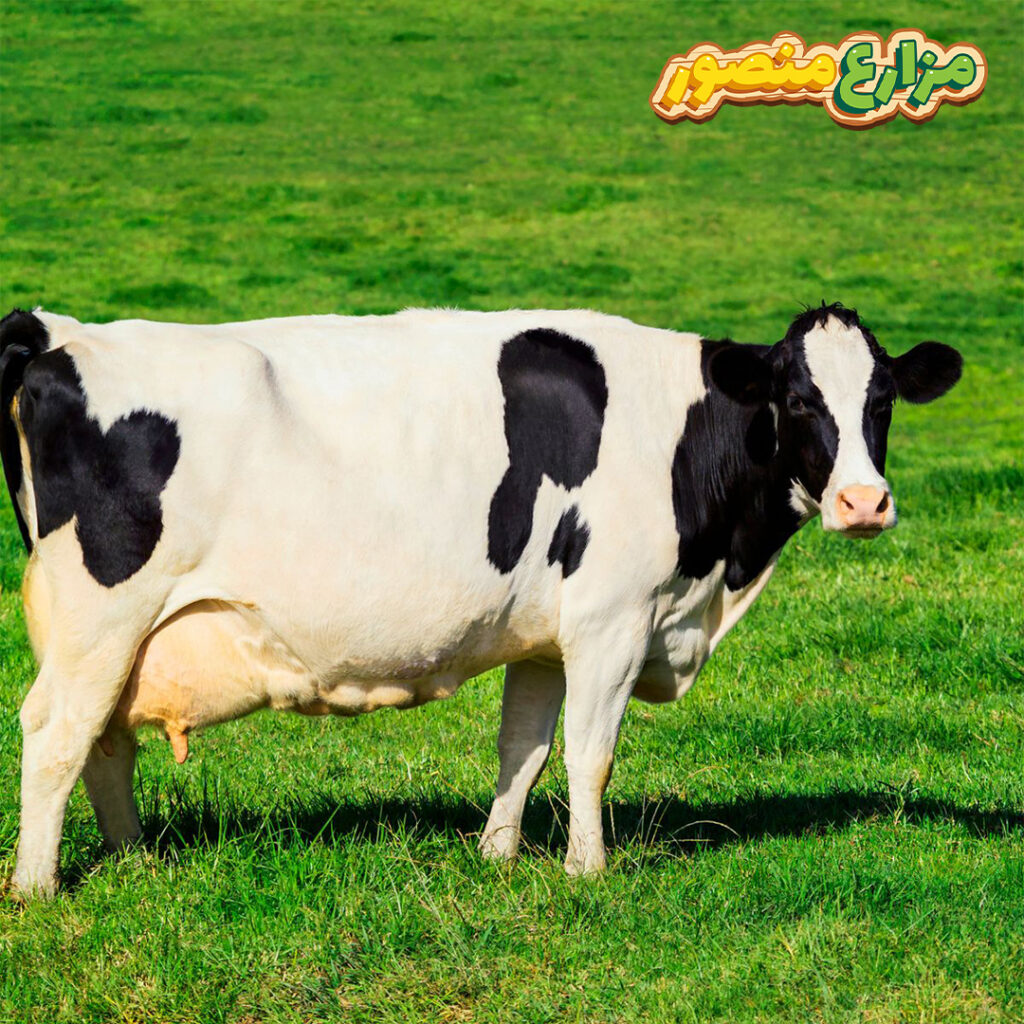كم يبلغ سن الاضحية من البقر ؟