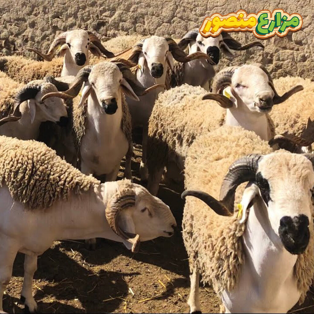 ما هي مزايا الخروف البرقي ؟