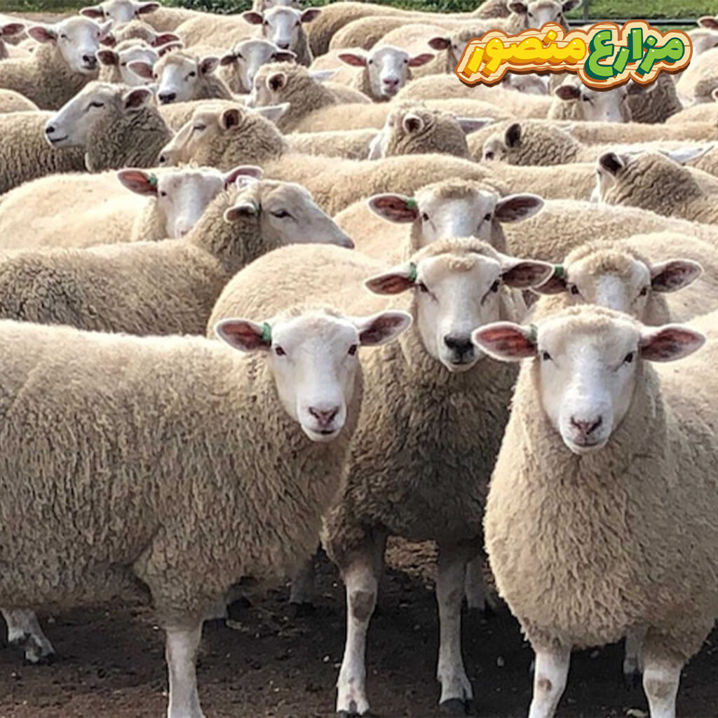 سعر-خروف-العيد