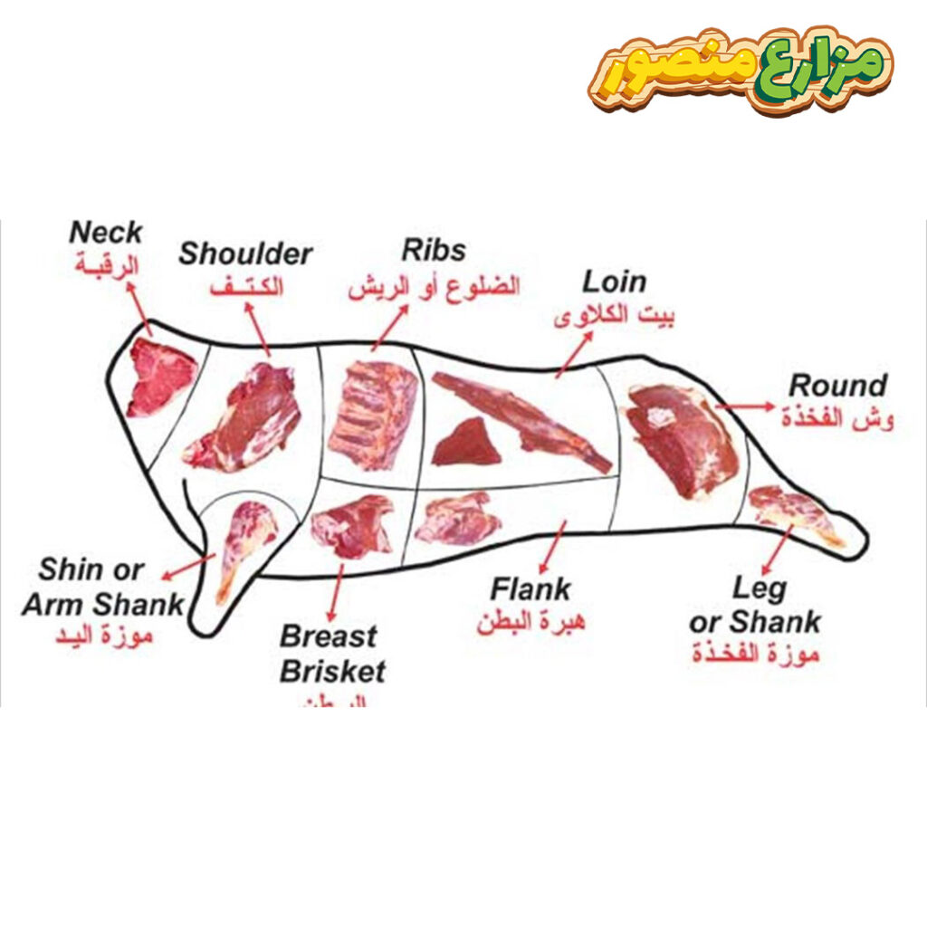 موزة الخروف