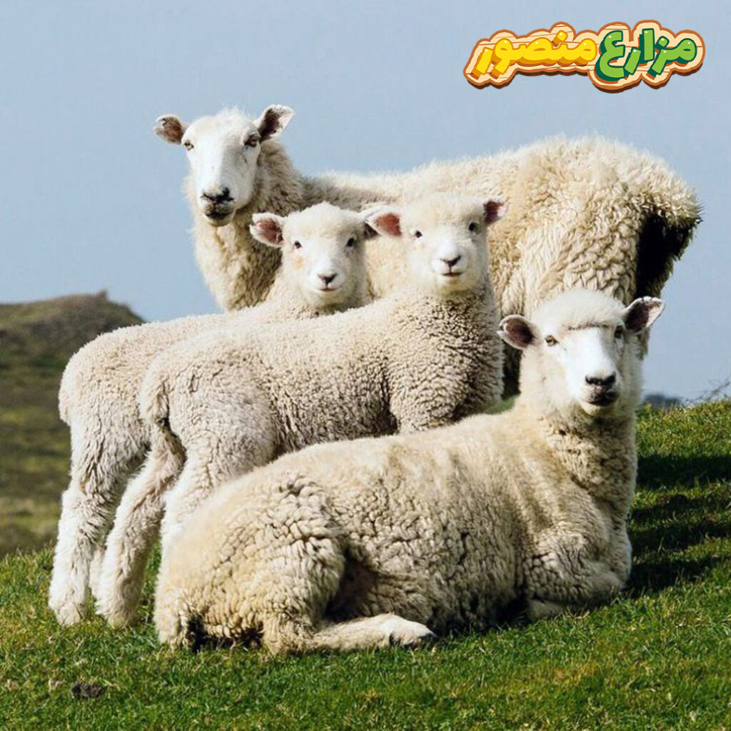 عقيقة الولد كم خروف؟