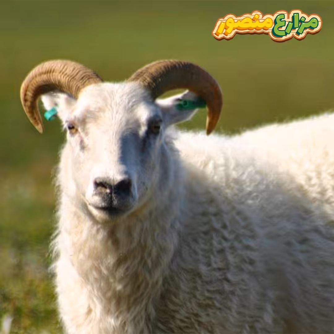 ما أفضل أنواع الخرفان في مصر ؟ وما مواصفات الخروف البرقي ؟ وأهم شروط اضحية العيد الاضحى من الخروف البرقى