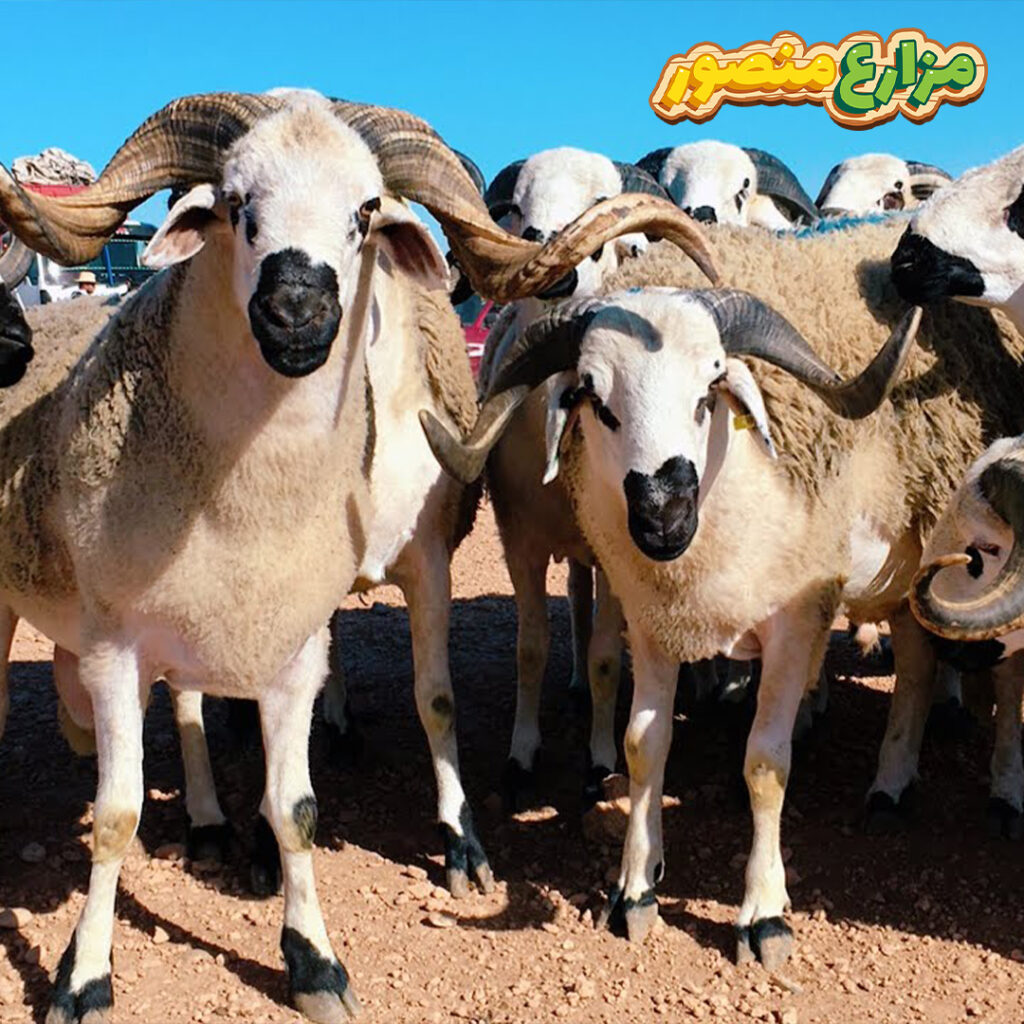 أيهما أفضل الأضحية أم الصدقة للميت ؟