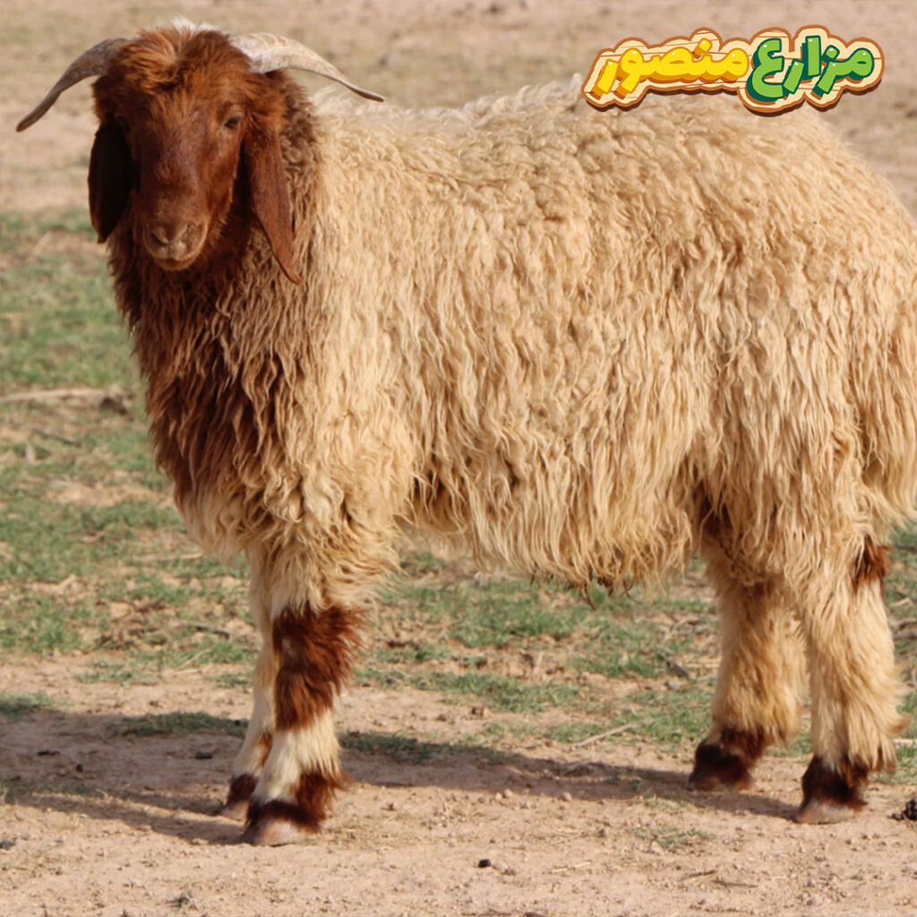 ما هي افضل انواع الخرفان في مصر؟