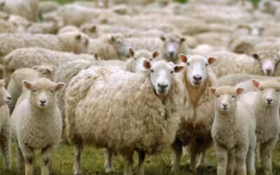 ما حكم الاضحية عن الميت وما شروطها وكيفية توزيعها وماذا يقال عند ذبح الاضحيه للميت ؟