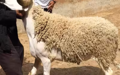 تعرف على الحكمة من الأضحية و ما حكم من لا يضحي في العيد؟