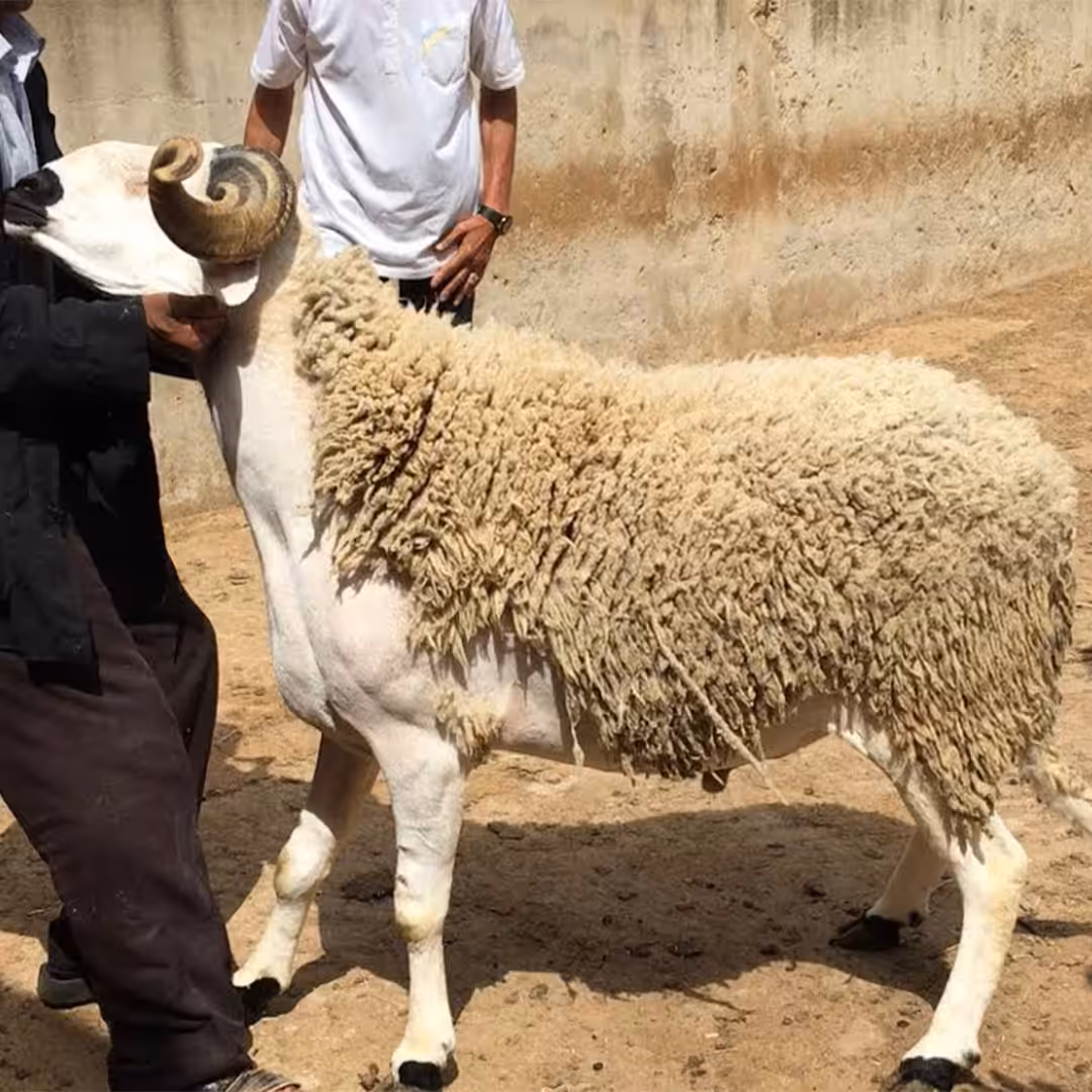 تعرف على الحكمة من الأضحية و ما حكم من لا يضحي في العيد ؟