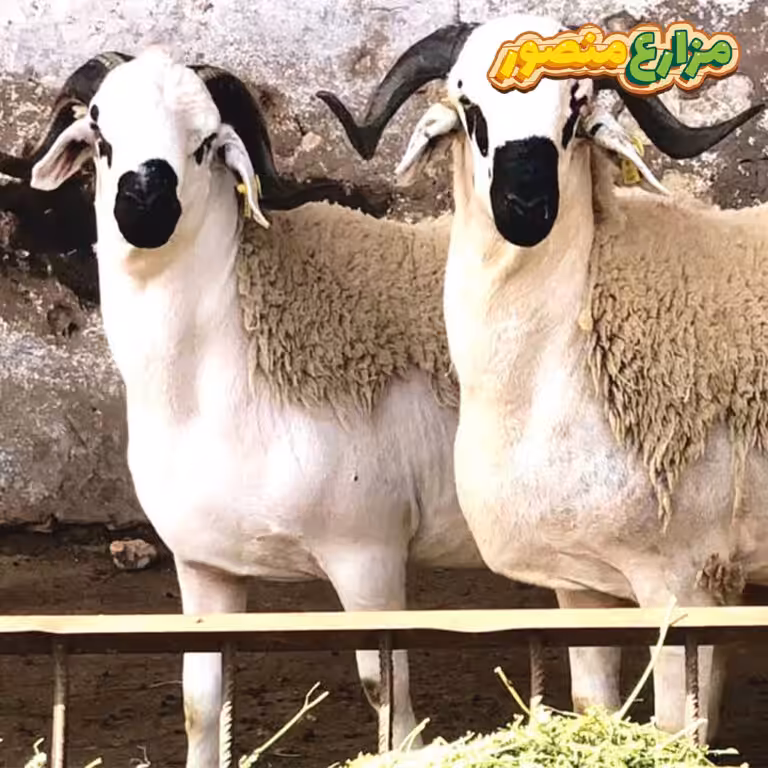 الفرق-بين-الخروف-البرقي-والبلدى ما الفرق بين الخروف البرقي والبلدى ؟ وما هو أفضل أنواع الخرفان في مصر؟