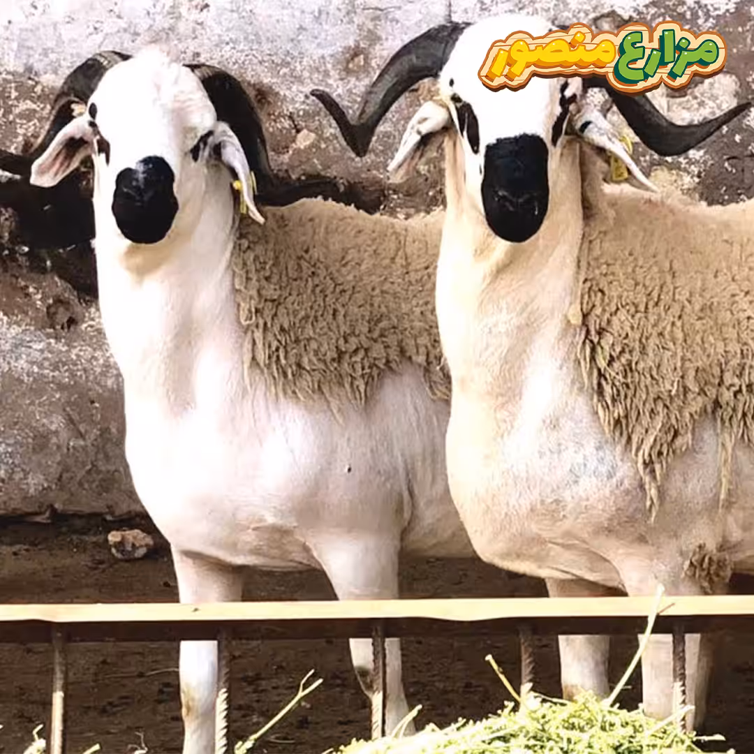 ما الفرق بين الخروف البرقي والبلدى ؟ وما هو أفضل أنواع الخرفان في مصر؟