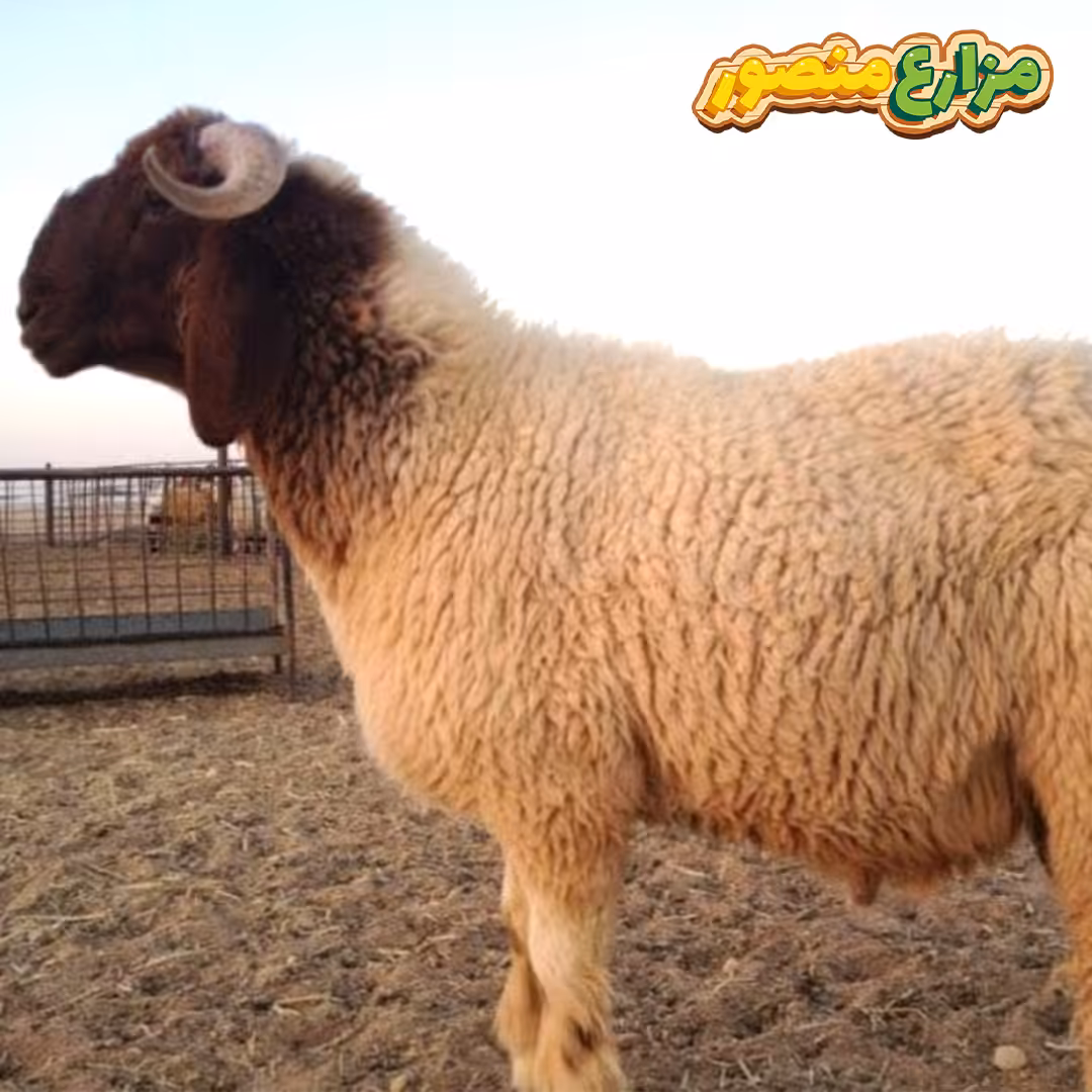 ما مميزات الغنم الرحماني الـ 6؟ وما الفرق بين الخروف البرقي والرحماني ؟