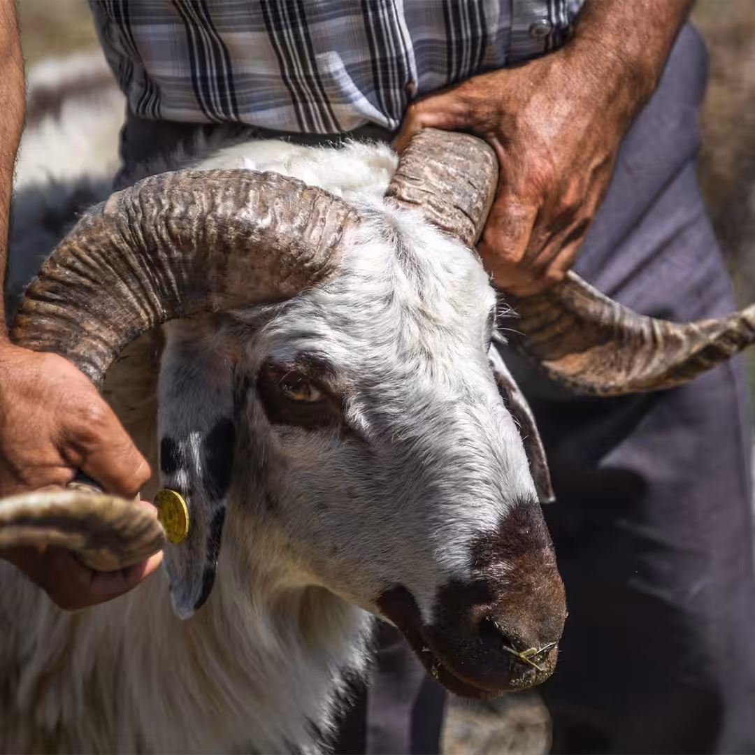 هل تربية الخرفان فوق سطح المنزل أفضل أم في المزرعة؟ وما هي الشروط الواجب توفرها في القائم بـ ذبح الأضحية، وهل تتوفر في المزارع؟