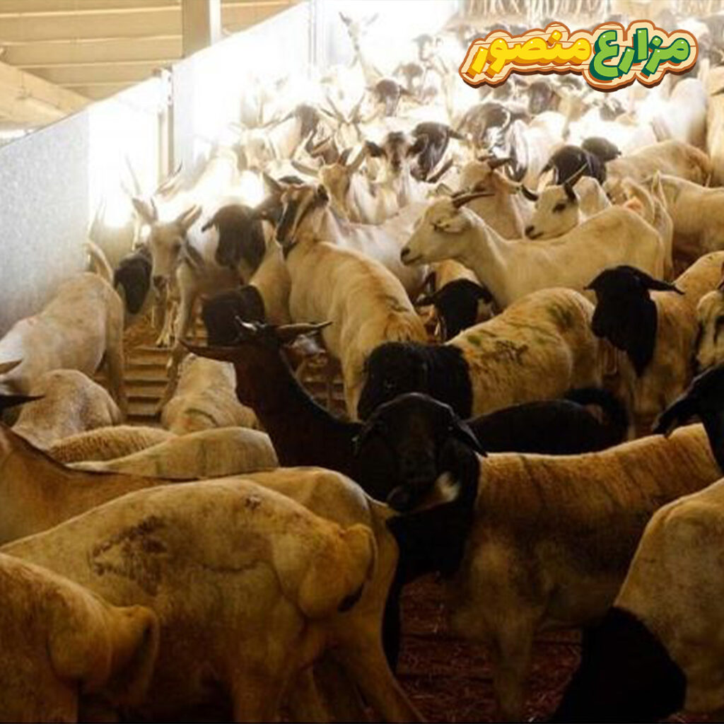 الفرق بين الهدي والاضحية قد يكون غير واضح لدى العديد من المسلمين؛ لأن كلاهما يحدث في عيد الأضحى لكن في الحقيقة الفرق بينهم كبير؛ لذلك خلال هذا المقال سوف نتعرف على من يجب ذبح الأضحية ومن يجب عليه الهدى وما الفرق بينهما من حيث الوقت ومكان الذبح.