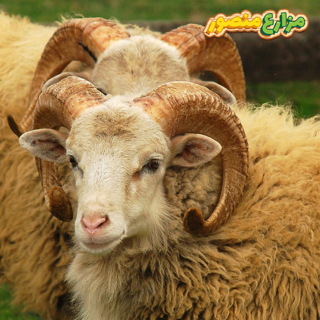 ما هي أهم مميزات الغنم البرقي ؟