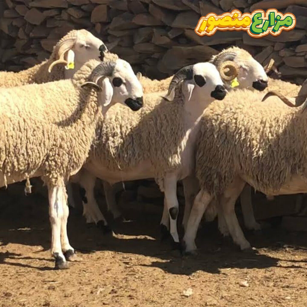 هل يجوز الجمع بين العقيقة والاضحية ؟