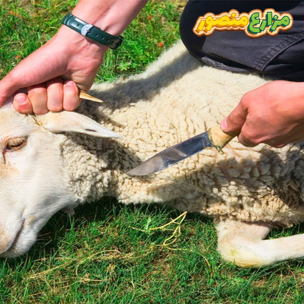 ما دعاء ذبح أضحية العيد ؟
