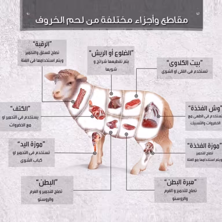  أفضل جزء في لحم الخروف للطبخ | ما أفضل قطعة لحم ضاني للشوي ؟ وما هي أفضل قطعة لحم للفتة ؟