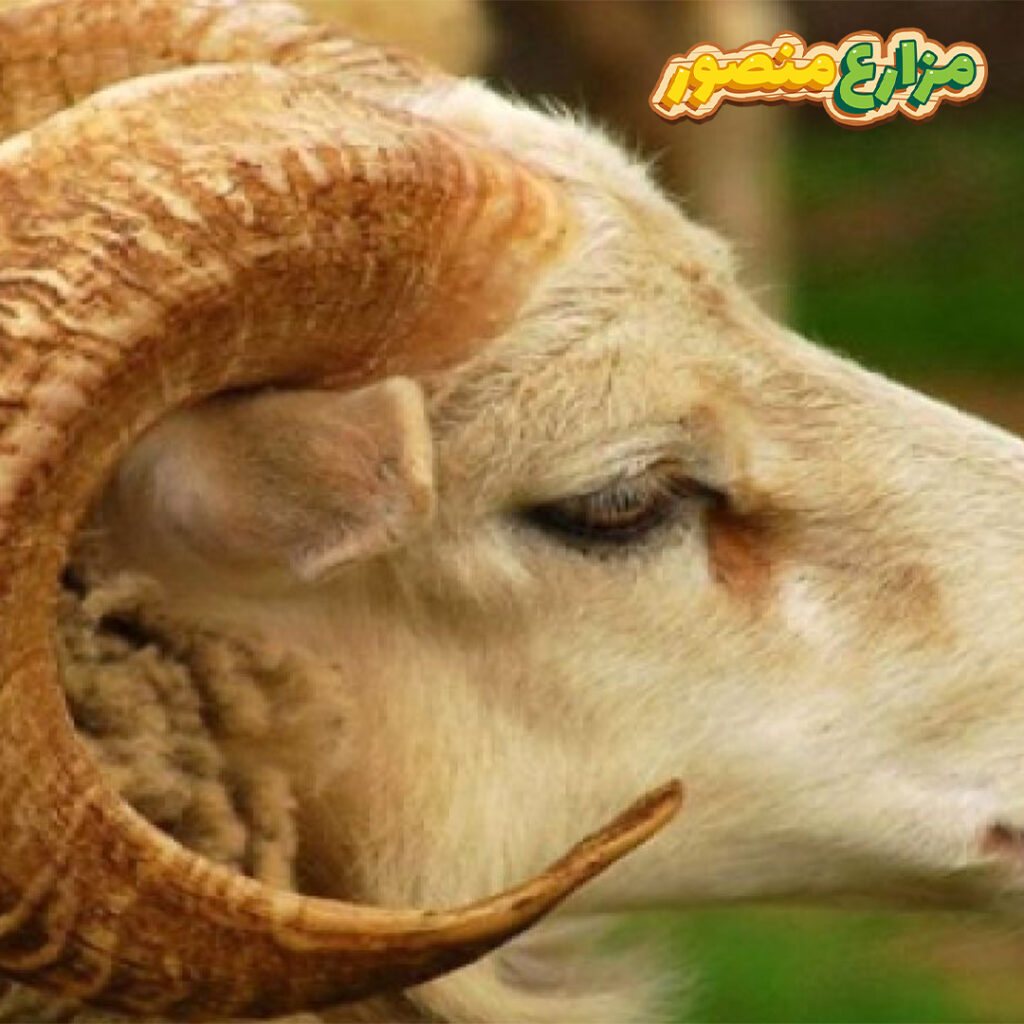 دعاء ذبح العقيقة