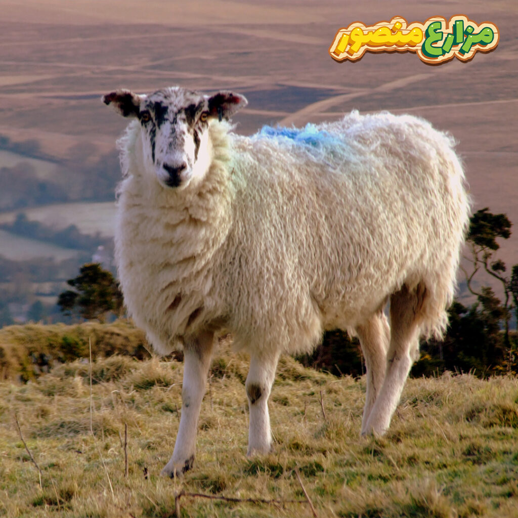 شروط العقيقة وتوزيعها
