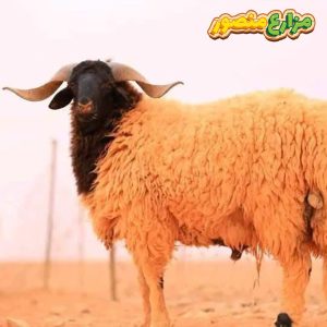 سعر الخروف البرقي اليوم 2026 في مزرعة منصور - خرفان للبيع بالاسكندرية - خرفان برقي بالاسكندرية - مزارع الخرفان - في مصر والعنوان - مزارع خرفان - مزارع خرفان برقى - مزارع لبيع الخرفان 