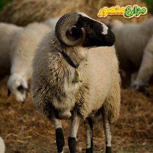 الفرق بين الخروف البرقي والبلدى-الفرق بين الخروف البلدي والبرقي من حيث الشكل ومواصفات الخروف البرقي والخروف البلدي وسعر خروف العيد-تربية الخراف البرقي-سعر الخرفان البرقي اليوم-سعر الخروف البرقى اليوم-سعر الخروف البرقي قائم اليوم-سعر كيلو الخروف البرقى-سعر كيلو الخروف البرقى اليوم-سعر كيلو الخروف البرقي-سعر كيلو الخروف البرقي اليوم