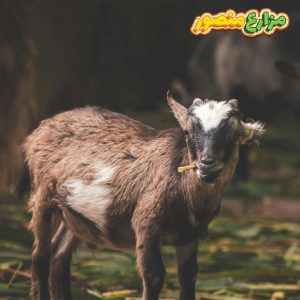 سعر كيلو الجديان قائم اليوم 2026-سعر الجدي اليوم في مصر مع تفاصيل وزن الجدي القائم وسعر كيلو الجدي قبل الشراء من مزرعة موثوقة-سعر الجدي قائم-جدي صغير للبيع-جدي للبيع-أسعار الجديان اليوم-سعر كيلو الجديان قائم اليوم-الجدي اليوم