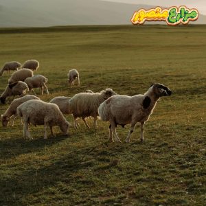 الفرق بين الخروف البرقي والبلدى-الفرق بين الخروف البلدي والبرقي من حيث الشكل ومواصفات الخروف البرقي والخروف البلدي وسعر خروف العيد-شكل الخروف البرقى-صور الخروف البرقي-متوسط وزن الخروف البرقي-مميزات الخروف البرقي-مميزات الغنم البرقي-مواصفات الخروف البرقي-نسبة التصافي في الخروف البرقي
