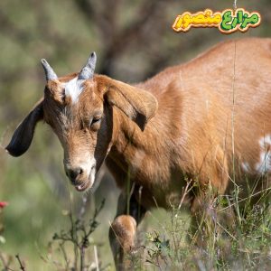 سعر كيلو الجديان قائم اليوم 2026-سعر الجدي اليوم في مصر مع تفاصيل وزن الجدي القائم وسعر كيلو الجدي قبل الشراء من مزرعة موثوقة-سعر كيلو لحم الجديان اليوم-سعر لحم الجديان اليوم-سعر كيلو الجدي قائم اليوم-أسعار الأضاحي 2026-سعر جدي الماعز