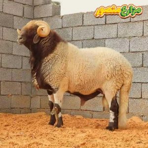 سعر الخروف البرقي اليوم 2026 في مزرعة منصور - سعر كيلو اللحم الضاني قائم اليوم في مصر - سعر كيلو اللحم الضاني قائم اليوم في مصر - فوائد لية الخروف - استخدام لية الخروف - أسعار الأضاحي 2026 - خرفان صغيره للبيع في مصر 