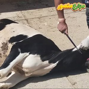سعر ذبح الاضحية في مزارع منصور مع التقطيع والتغليف - ذبح عجل جاموس - ذبح العجول وهي واقفة - ذبح عجل كبير - 
