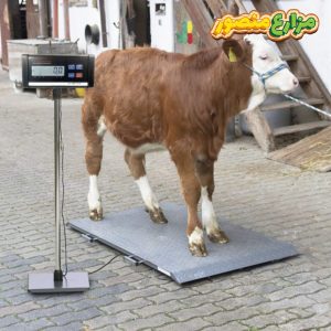 سعر العجل في مصر اليوم 2026 من مزارع منصور - اجمل عجول - اضخم العجول - أفضل تركيبة علف للعجول - كم وزن العجل الصغير - أسرع طريقة لتسمين العجول 