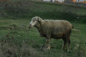 وزن الخروف البرقي-أنواع الخرفان واسعارها في مصر-ما هو الفرق بين الخروف البلدي والبرقي-شكل الخروف البرقي