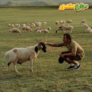 الفرق بين الخروف البرقي والبلدى-الفرق بين الخروف البلدي والبرقي من حيث الشكل ومواصفات الخروف البرقي والخروف البلدي وسعر خروف العيد-البرقى خروف-الخراف البرقي-الخرفان البرقي-الخروف البرقي والبلدي-اوزان الخروف البرقي-ايهما افضل الخروف البلدي ام البرقي