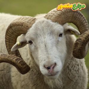 كم سعر الخروف البرقي اليوم 2026؟ وما الفرق بينه وبين الخروف البلدي؟ - سعر كيلو الخرفان قائم اليوم 2026 - شكل الخروف البرقي - الفرق بين الخروف البرقي والبلدى - كم يزيد وزن الخروف في الشهر