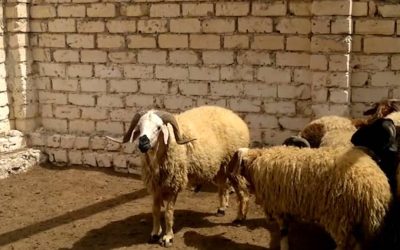 كم سعر الخروف البرقي في الإسكندرية؟ كل ما تحتاج معرفته قبل الشراء من مزرعة منصور