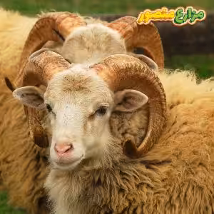خروف برقي للبيع من مزارع منصور بالإسكندرية - الخروف البرقي في مصر - مزارع خرفان برقي - مزارع الخرفان البرقي في مصر - خرفان برقي للبيع - أسعار الخرفان البرقي اليوم