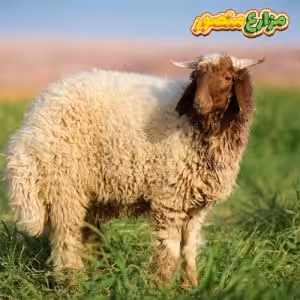 خروف برقي للبيع من مزارع منصور بالإسكندرية - الخروف البرقي في مصر - مزارع خرفان برقي - مزارع الخرفان البرقي في مصر - خرفان برقي للبيع - أسعار الخرفان البرقي اليوم