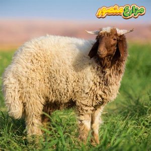 خروف برقي للبيع من مزارع منصور بالإسكندرية - الخروف البرقي في مصر - مزارع خرفان برقي - مزارع الخرفان البرقي في مصر - خرفان برقي للبيع - أسعار الخرفان البرقي اليوم 