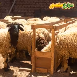 خروف برقي للبيع من مزارع منصور بالإسكندرية - الخروف البرقي في مصر - مزارع خرفان برقي - مزارع الخرفان البرقي في مصر - خرفان برقي للبيع - أسعار الخرفان البرقي اليوم