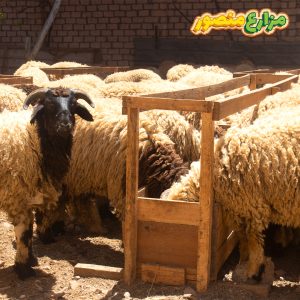 خروف برقي للبيع من مزارع منصور بالإسكندرية - الخروف البرقي في مصر - مزارع خرفان برقي - مزارع الخرفان البرقي في مصر - خرفان برقي للبيع - أسعار الخرفان البرقي اليوم 