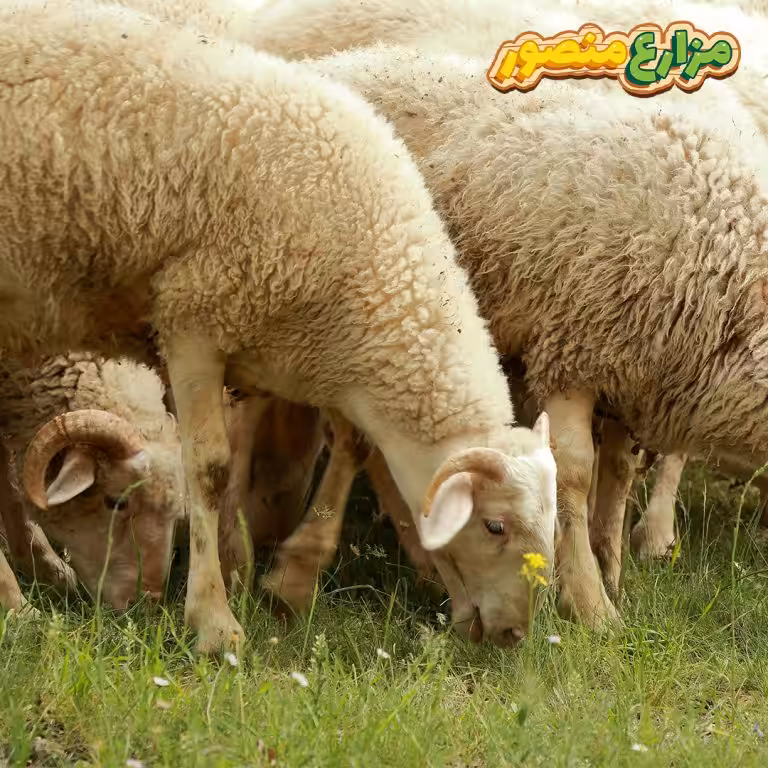 وزن الخروف البرقي-أنواع الخرفان واسعارها في مصر-ما هو الفرق بين الخروف البلدي والبرقي-شكل الخروف البرقي