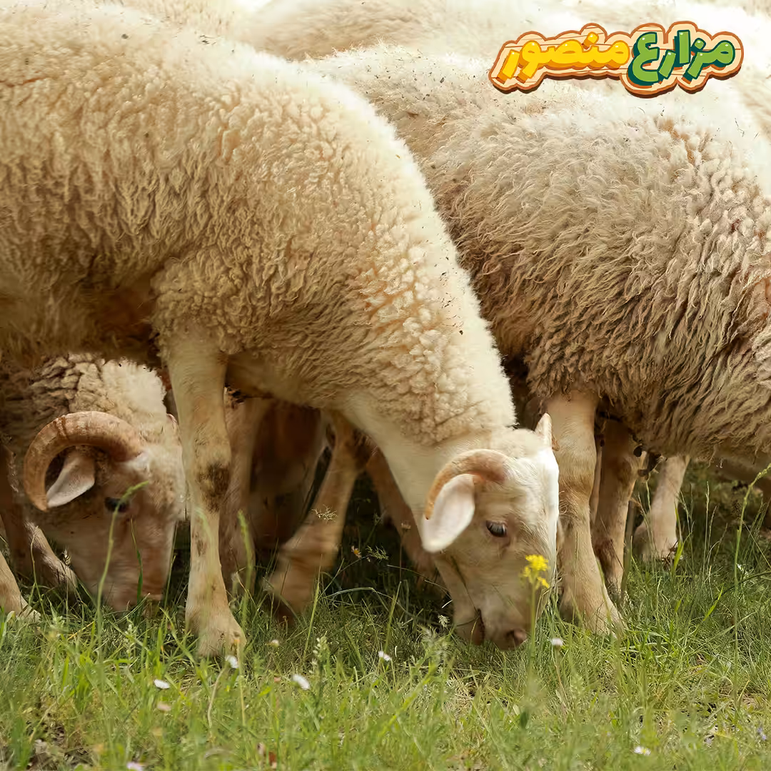 وزن الخروف البرقي-أنواع الخرفان واسعارها في مصر-ما هو الفرق بين الخروف البلدي والبرقي-شكل الخروف البرقي