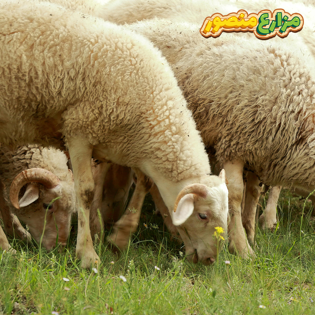 وزن الخروف البرقي-أنواع الخرفان واسعارها في مصر-ما هو الفرق بين الخروف البلدي والبرقي-شكل الخروف البرقي