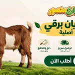 جديان برقي أصلية