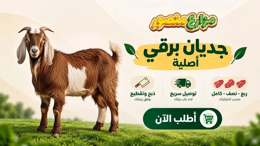 mansour-farms-مزارع-منصور1 جدي برقي أوزان من 20 كيلو إلى 40 كيلو