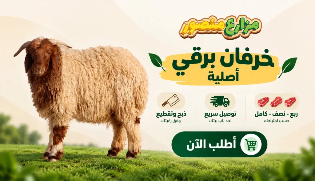 خروف برقي من 40 كيلو إلى 60 كيلو
