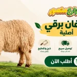 small banner.jpgmuhamed